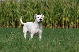 DOGUE ARGENTIN 341